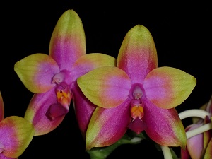 Phalaenopsis Princess Kaiulani Caribbean Sunset AM 83 pts.